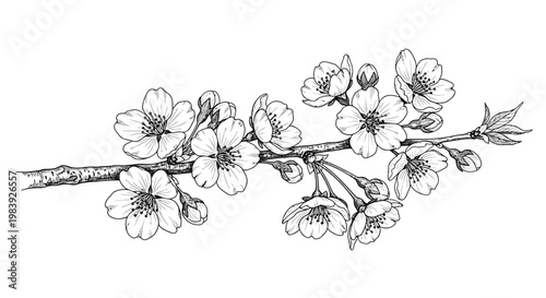 Black and white cherry blossom branch, floral vector illustration, line art flowers, blossoming tree twig