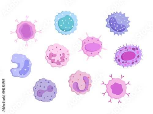 A collection of illustrations featuring various types of human immune cells, designed in a clear and educational style. Ideal for biology learning, medical presentations, healthcare content, and