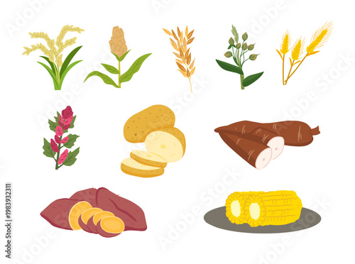 A collection of illustrations featuring various carbohydrate crops and root vegetables such as rice, corn, potatoes, and cassava. Suitable for education, nutrition, agriculture, and infographic design