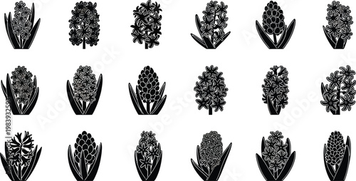 Black and white artichoke on white background vegetables food plant