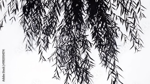 Draping Weeping Willow Shadow Overlay Isolated