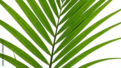 Green palm leaf against white.