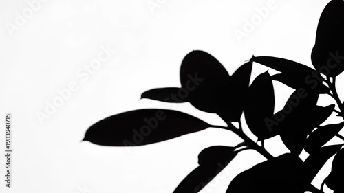 Modern Bold Oval Leaf Shadow Overlay Isolated