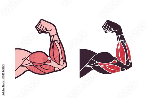 Anatomical Biceps Muscle Flexing Arm and Stylized Dark Version, Vector Illustration