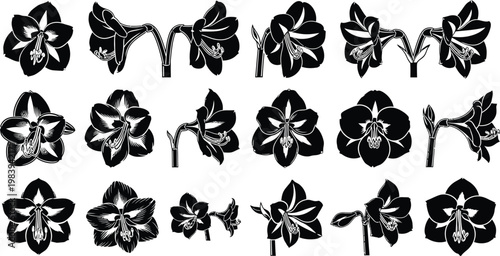 Black and white orchid flowers and stems