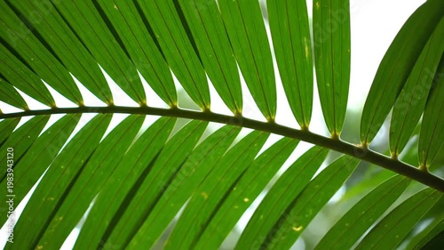Green palm leaf vein detail.
