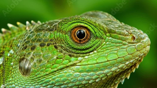 Green lizard close up eye.