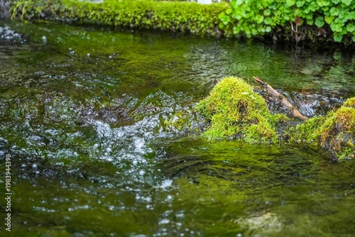 苔むした岩と清らかなせせらぎ、静かな森の癒し風景