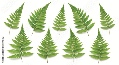 Green Fern Leaves on White Background