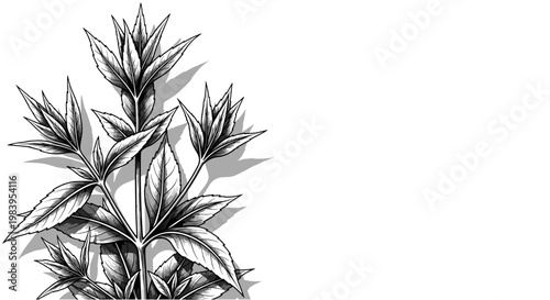 Botanical illustration featuring elegant tropical leaves, hand drawn with intricate detail and a stippling technique.