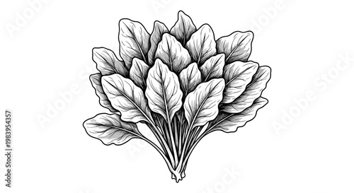 Bunch of fresh spinach leaves bunched together detailed sketch in black and white tones.