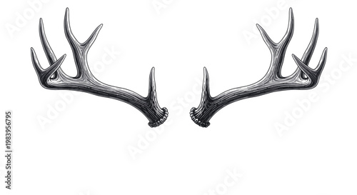 Deer antlers illustration in vintage etching style showing symmetrical horns of wild buck for hunting and nature graphics.