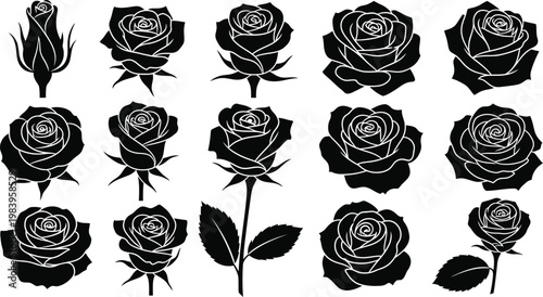 Black and white roses in various stages of bloom flowers floral