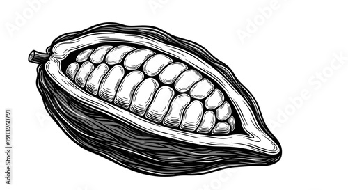 Half cut open cacao pod showing inner beans arranged neatly inside with dark textured skin and white pulp surrounding.