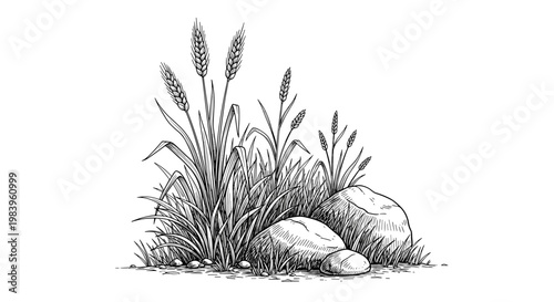 Hand drawn engraving of wheat ears growing among stones and wild grass in countryside field vintage monochrome illustration.