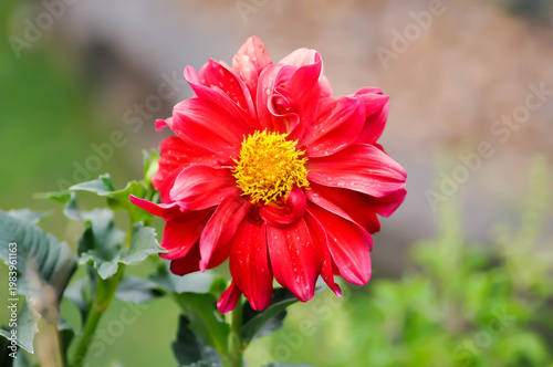 dahlia rosea or garden Dahlia or red dahlia or Dahlia pinnata Cav or Dahlia or ASTERACEAE or red flower