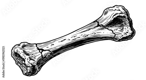 Illustration of cracked old bone, a detailed engraving style drawing of an ancient broken fossilized animal remains.