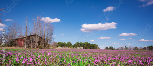 Wildflower field under blue sky with white clouds

