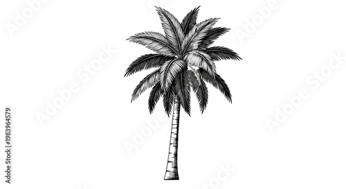 Palm tree with detailed fronds and trunk, in vintage sketch style, tropical plant for nature art.