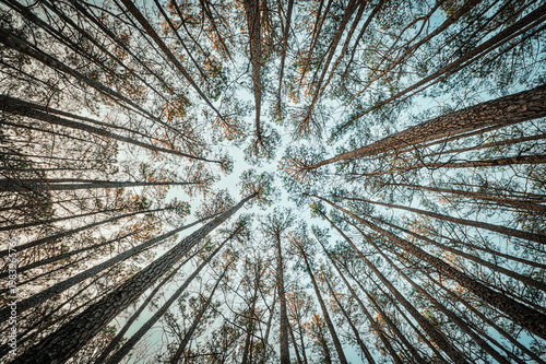 Looking up through pine trees near Holly Springs, North Carolina

