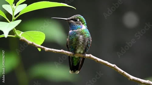 Hummingbird on branch in nature.