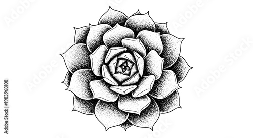 Stipple art succulent flower plant top view drawing with dotwork shading texture on isolated white background illustration.