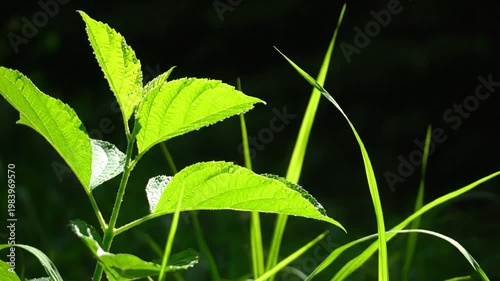 Green leaves backlit by sun.