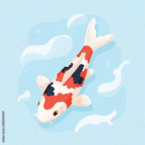 Colorful Koi Fish Swimming Downward.