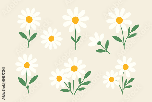 Beautiful White Daisies Collection