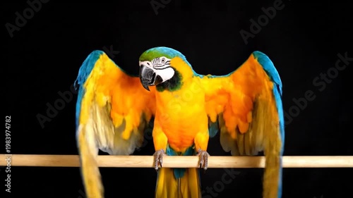 Macaw Parrot Wings Spread.