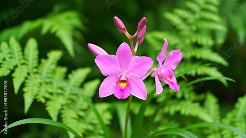 Pink orchid with ferns.