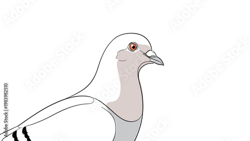 Detailed profile view of a white and gray pigeon head with a bright orange eye and sharp beak set against a white background.