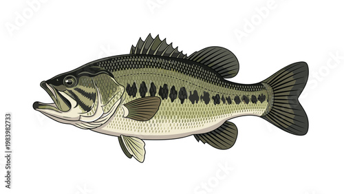 Detailed illustration of a largemouth bass fish showing its green scales and dorsal fins isolated on a plain white background.