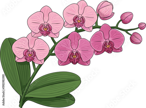 Pink orchid flower branch realistic botanical illustration tropical bloom with green leaves elegant floral design isolated on white background