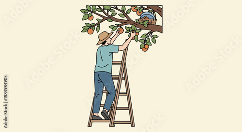 Man engaged in fruit harvesting on a ladder in agriculture field