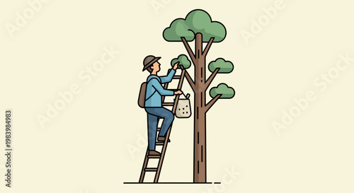 A man is engaged in fruit harvesting on a ladder in an agriculture setting.