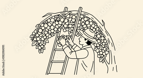 Man picking grapes from a vine on a ladder in agriculture during fruit harvesting