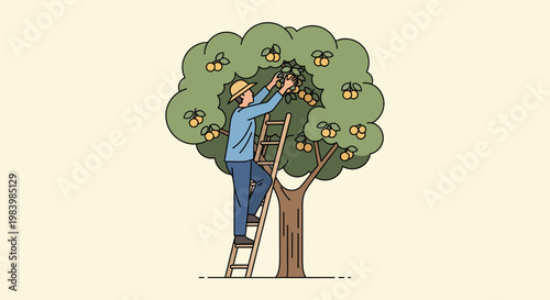 Man on ladder performing fruit harvesting in agriculture field with tree and oranges