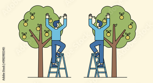 Two people harvesting pears from trees on ladders outdoors