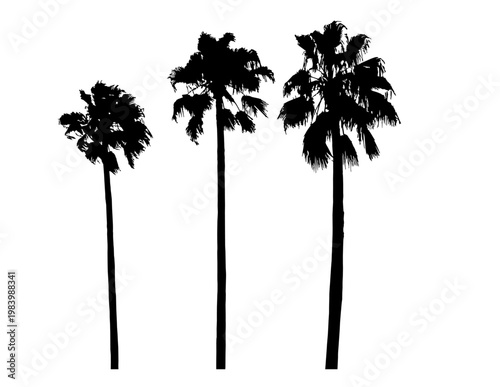 Three Separate Palm Trees, vectors on separate layers