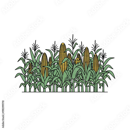 Corn Stalks Field Illustration with Ripe Yellow Maize