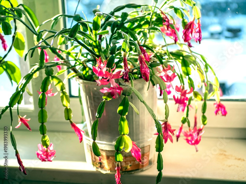 beautiful profusely blooming Schlumberger cactus on the windowsill