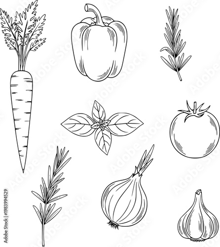 Vector graphic illustration featuring hand-drawn collection fresh organic vegetables and herbs. Includes carrot, bell pepper, tomato, onion, garlic, basil, rosemary for healthy food design.