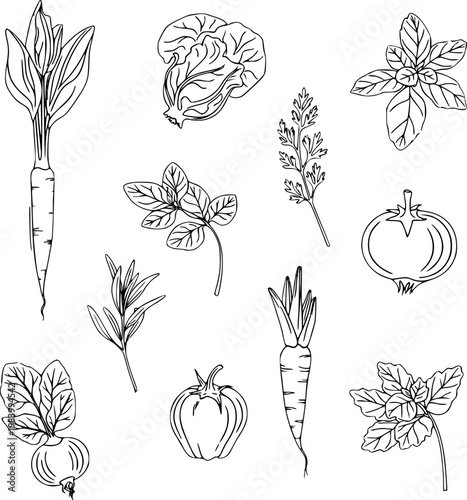 Hand drawn vector illustration graphic collection of fresh organic vegetables and herbs outline art elements for culinary, food, and market design concepts.