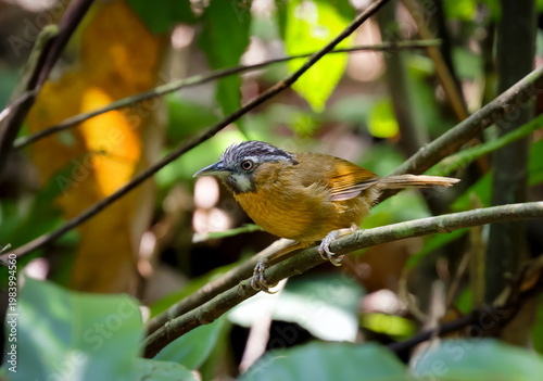 The grey-throated babbler is a species of passerine bird in the Old World babbler family Timaliidae.