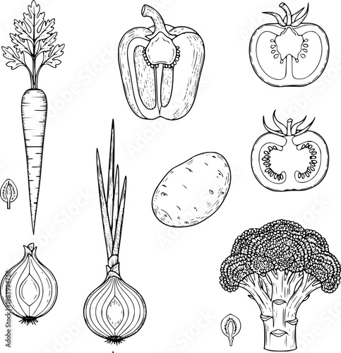 фотографія Vector Illustration Of Common Vegetables In Black And White Outline Style Perfec
