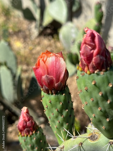 Close-up detail of developing cactus flower buds in Southern California.