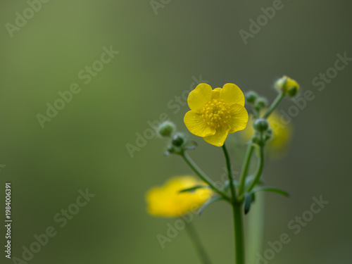 光沢のある黄色のウマノアシガタの花