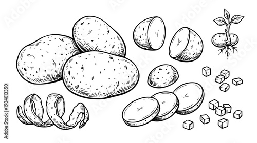 Vector graphic illustration of potatoes and potato slices