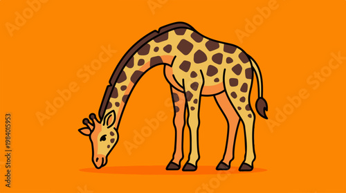 Giraffe gracefully bending down to eat, orange background.
